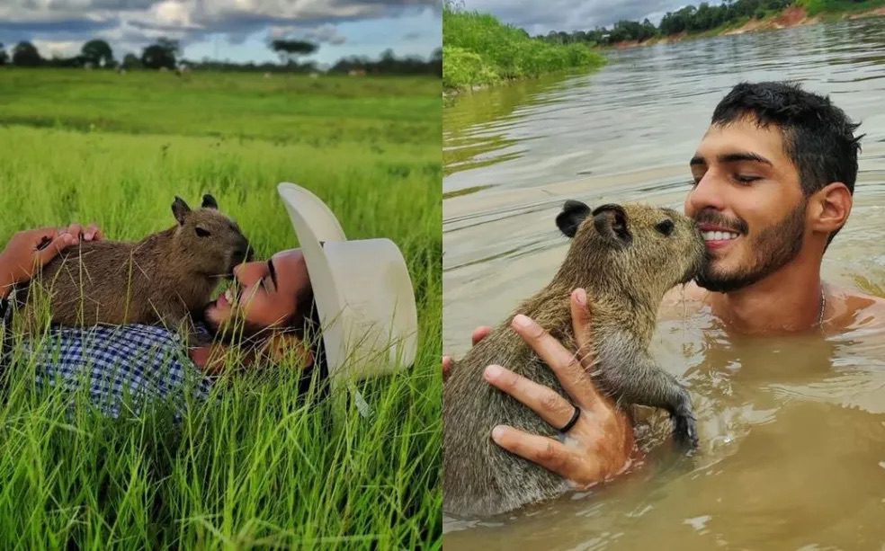 Dono da capivara 'Filó' não é 'ribeirinho' e explorou animal silvestre