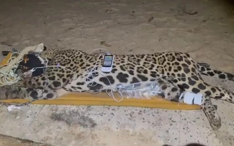 Onça que matou caseiro é capturada no Pantanal