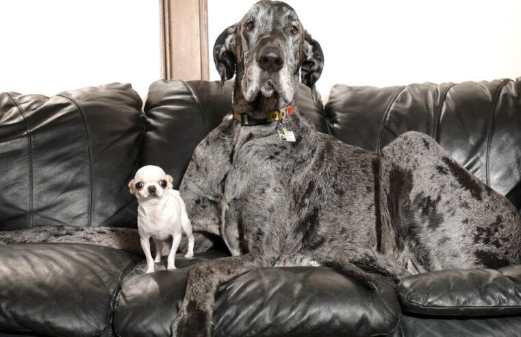 Guinness: Maior e menor cachorro do mundo se encontram pela primeira vez