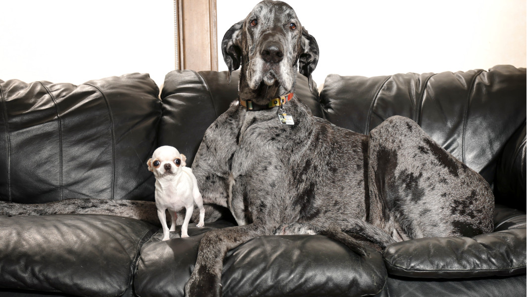 Guinness: Maior e menor cachorro do mundo se encontram pela primeira vez